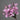 Branches de Magnolia Artificiel - Rose