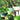 Pots de Fleurs Suspendu Moderne