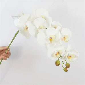 Orchidée Blanche