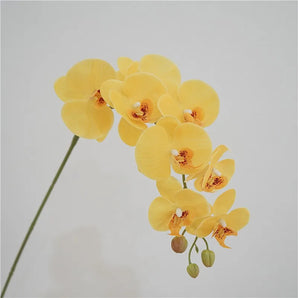 Orchidée Jaune