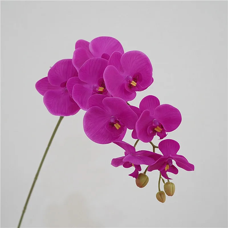 Orchidée Violette