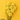 Pissenlit Jaune Artificiel (Lot de 5)