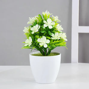 Plante Bonsaï Blanc