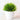 Plante Bonsaï Vert