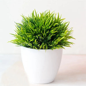 Plante Bonsaï Vert